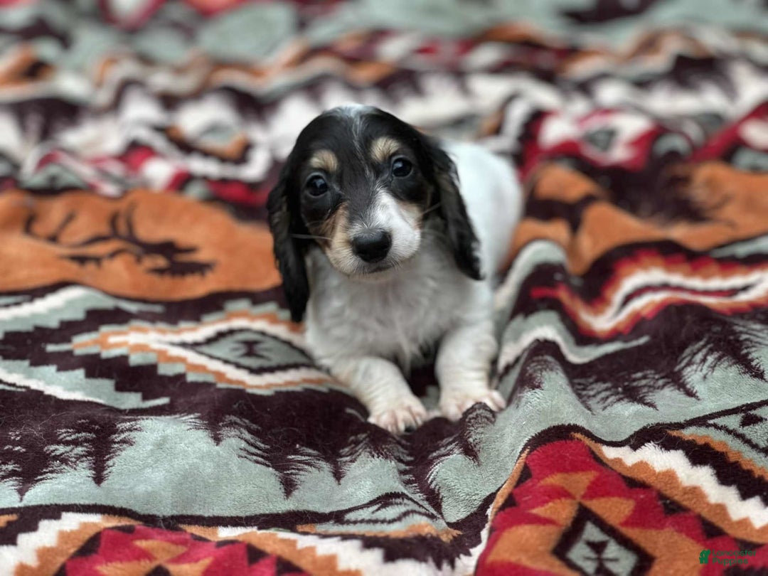 Miniature Dachshund dogs for sale: Blitz - Image 7