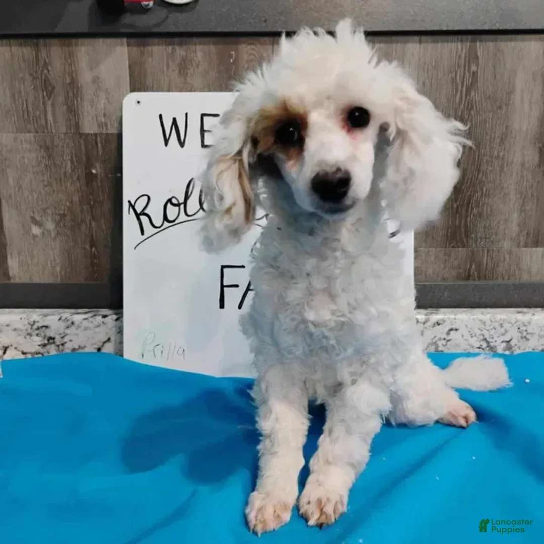 Miniature Poodle dogs for sale: Prilla - Image 1