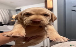 Labrador Retriever dogs for sale: Diva - Image 3