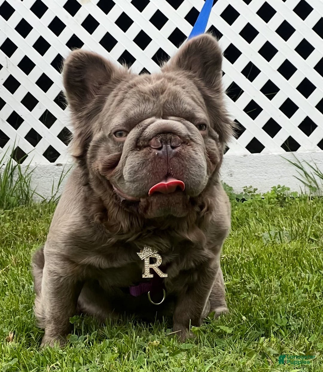 French Bulldog dogs for sale: Jack - Image 12