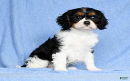 Cavalier King Charles Spaniel dogs for sale: Lenny - Image 6