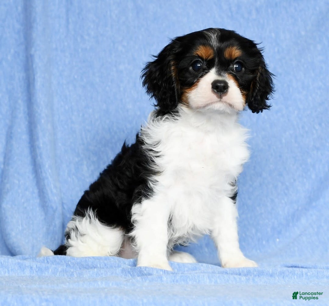 Cavalier King Charles Spaniel dogs for sale: Lenny - Image 6