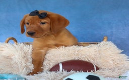 Labrador Retriever dogs for sale: Red Fox George - Image 17