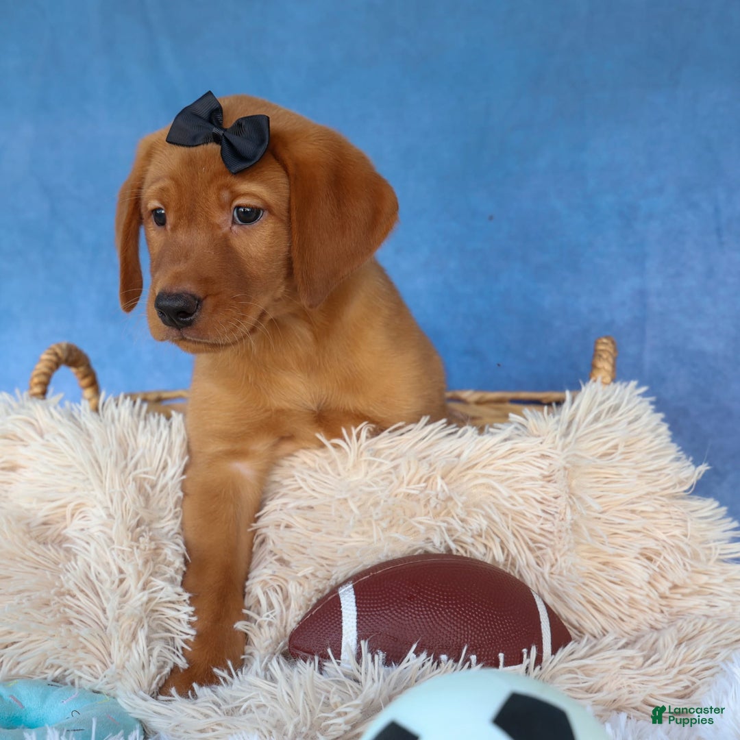 Labrador Retriever dogs for sale: Red Fox George - Image 17