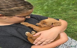Goldendoodle dogs for sale: Rosie - Image 7