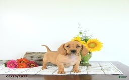 Miniature Dachshund dogs for sale: Miniature Dachshund 5 puppies - Image 8