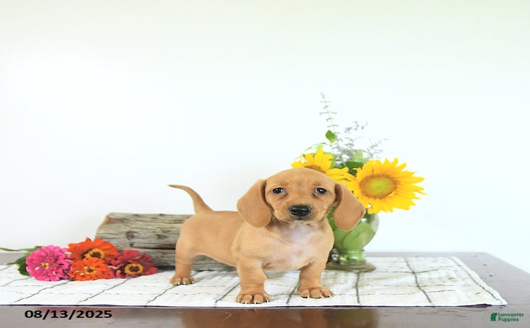 Miniature Dachshund dogs for sale - Ad 5