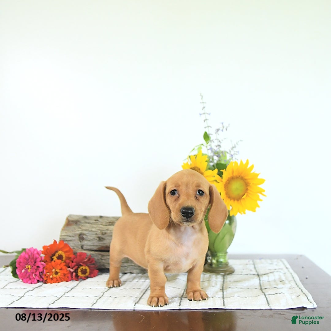 Miniature Dachshund dogs for sale: Miniature Dachshund 5 puppies - Image 8