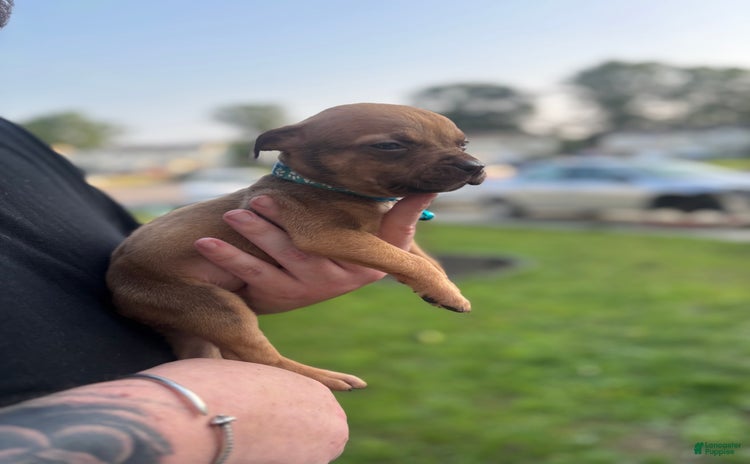 American Pit Bull Terrier dogs - Advert 21
