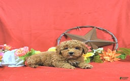 Miniature Poodle dogs for sale: Zach - Image 1