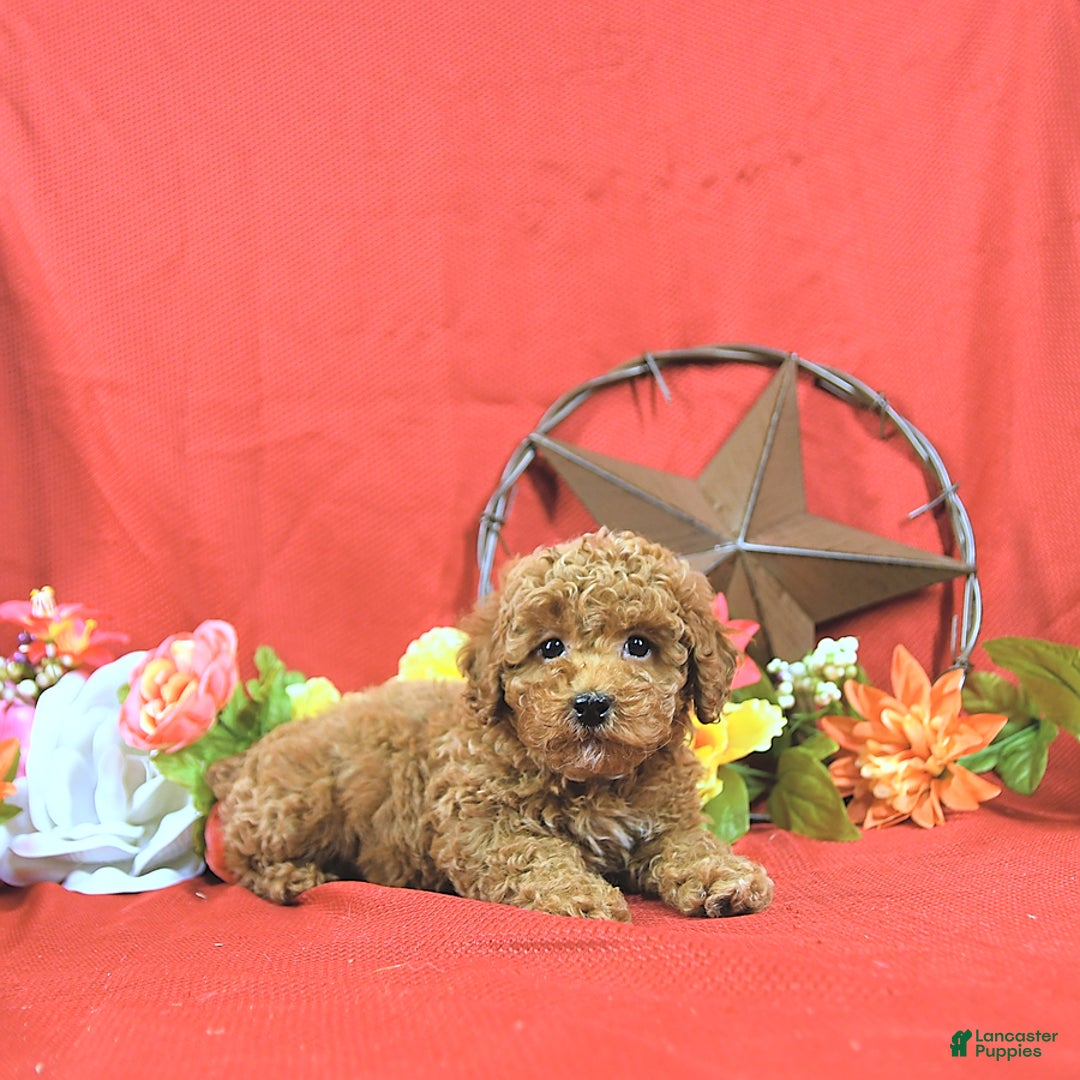 Miniature Poodle dogs for sale: Zach - Image 1