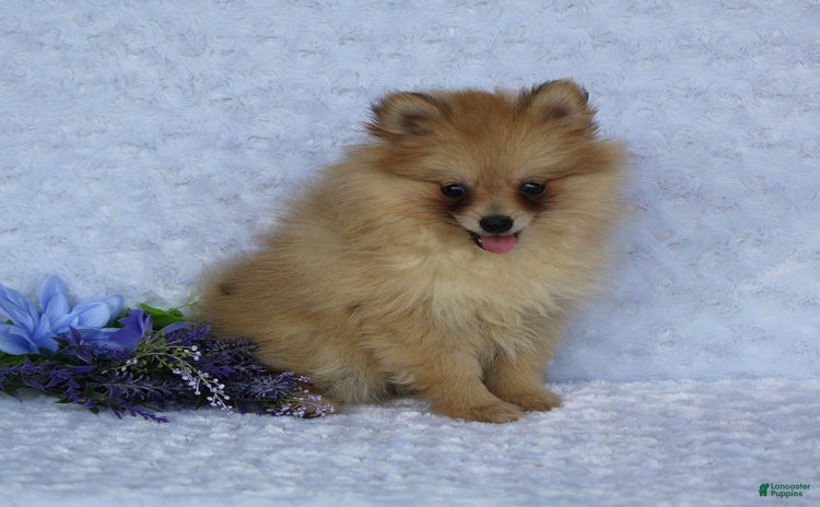 Pomeranian dogs - Advert 27