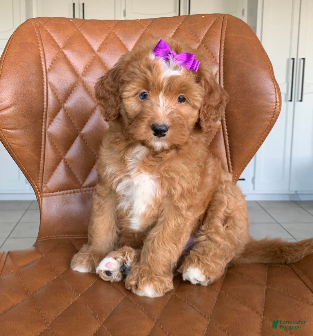 Bernedoodle dogs for sale: Amber - Image 5