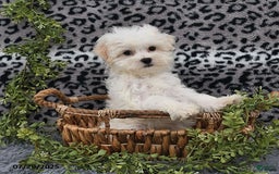 Havanese dogs for sale: Conner - Image 2