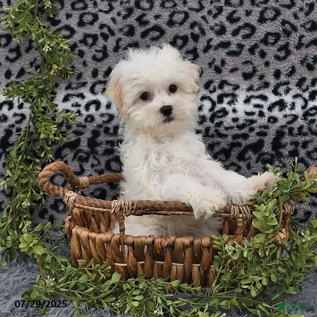 Havanese dogs for sale: Conner - Image 2