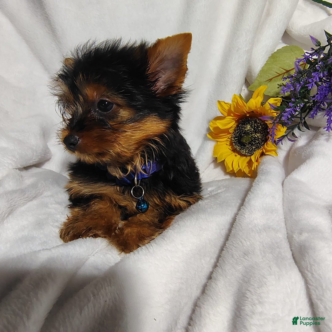 Yorkshire Terrier dogs for sale: Shep - Image 15