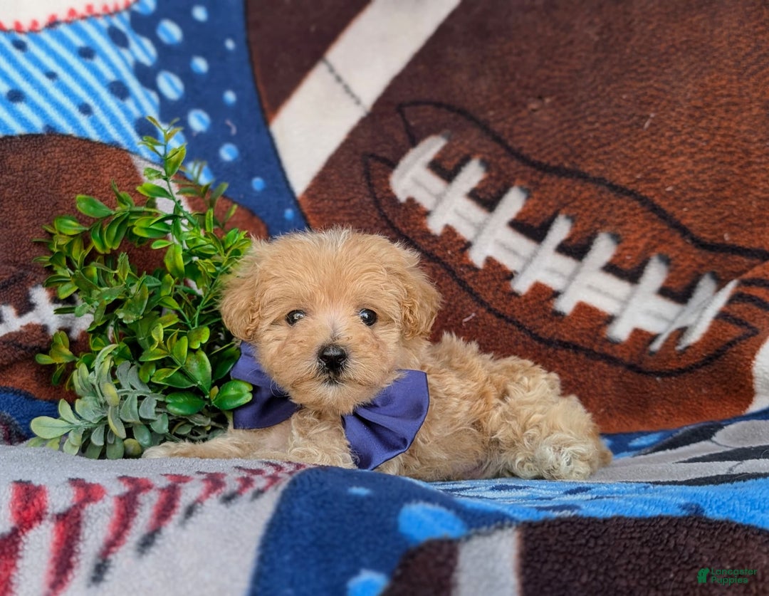 Maltipoo dogs for sale: Julian 7 Lbs Full Grown - Image 3