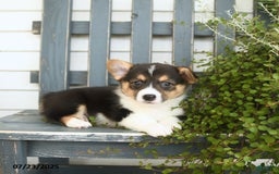 Welsh Corgi Pembroke dogs for sale: Jade - Image 4