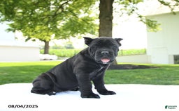 Cane Corso dogs for sale: Lola - Image 2