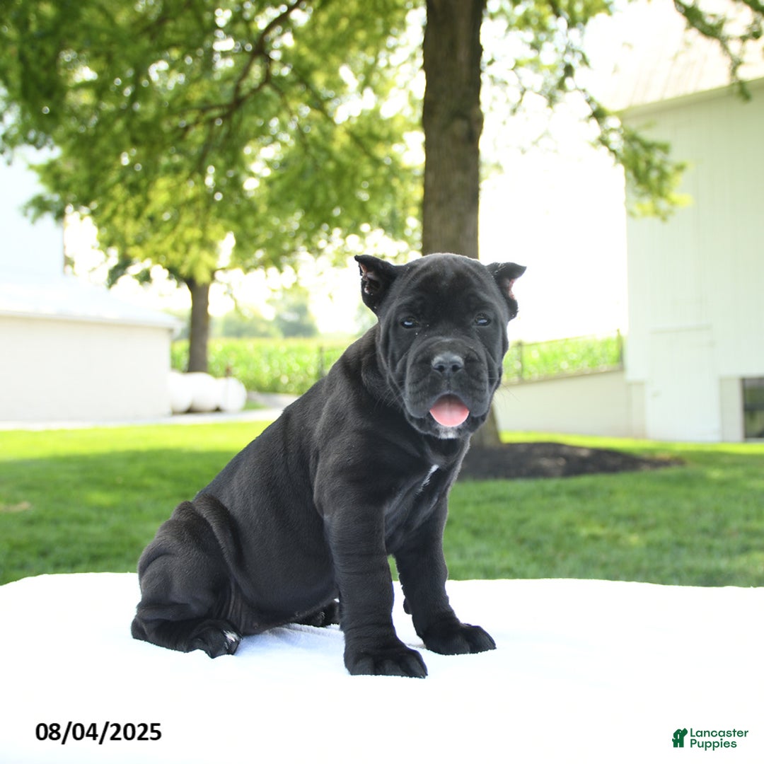 Cane Corso dogs for sale: Lola - Image 2