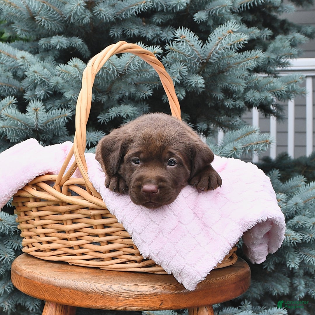 Labrador Retriever dogs for sale: Hannah - Image 2