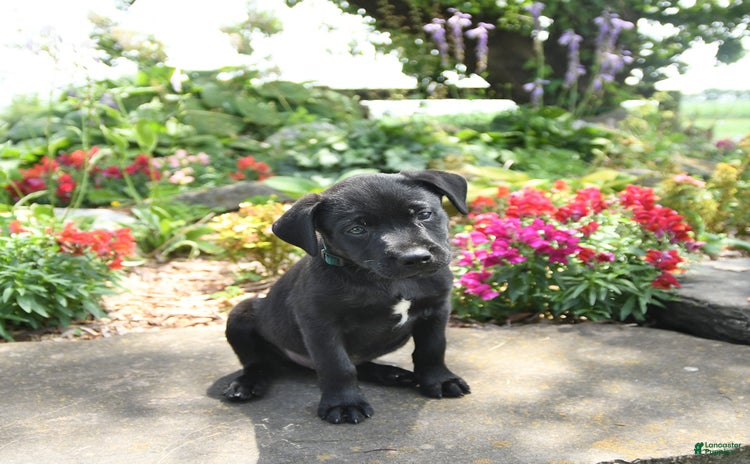 Australian Cattle Dog dogs for sale - Ad 1