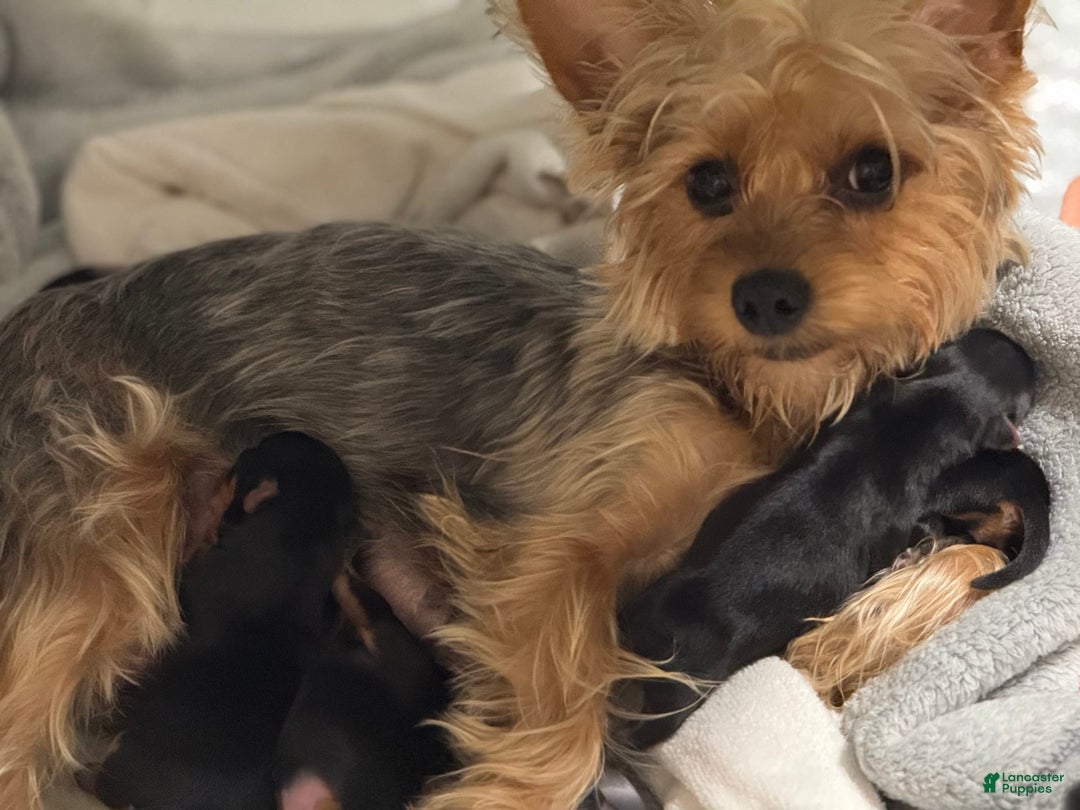 Yorkshire Terrier dogs for sale: Junior - Image 4