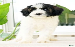 Miniature Poodle dogs for sale: Kolton - Image 6