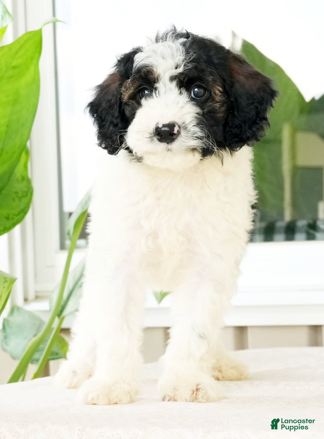 Miniature Poodle dogs for sale: Kolton - Image 6