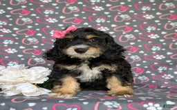 Cockapoo dogs for sale: Charmaine - Image 7