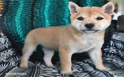 Shiba Inu dogs for sale: Jane - Image 2