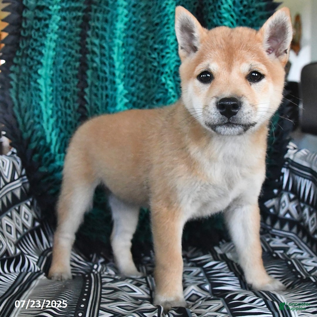Shiba Inu dogs for sale: Jane - Image 2