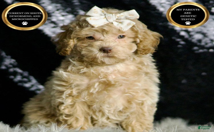 Maltipoo dogs - Advert 26