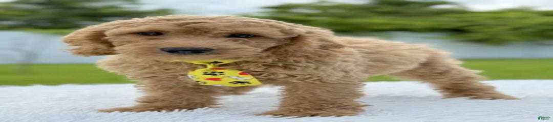 Gus
