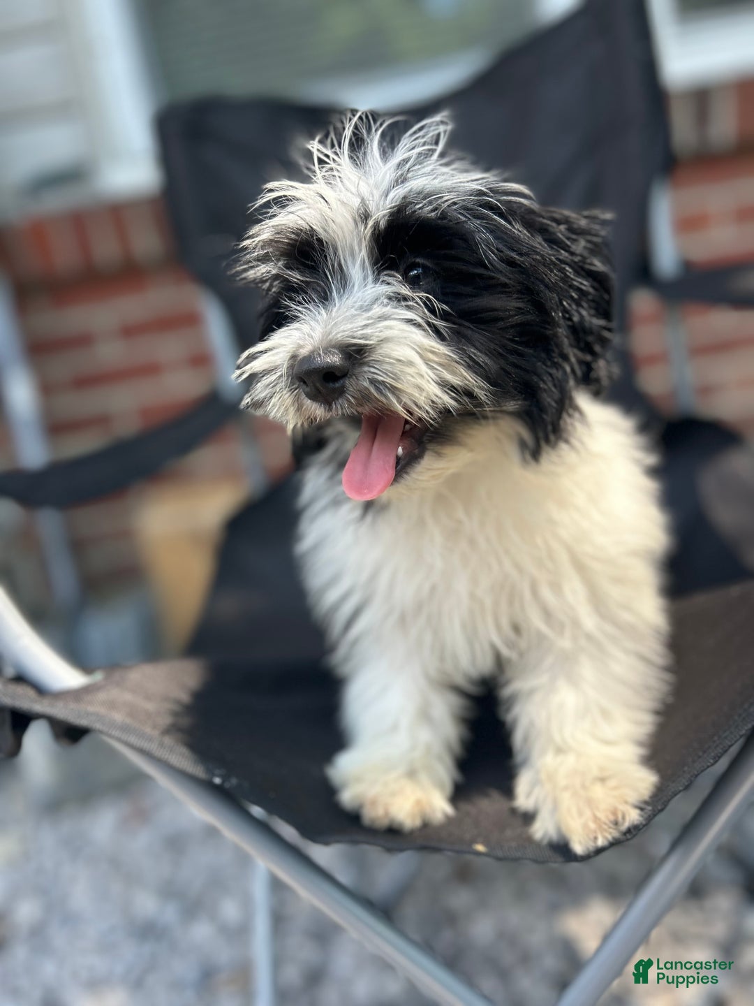 Havanese dogs for sale: Tucker - Image 1