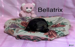 German Shepherd dogs for sale: Bellatrix - Image 1