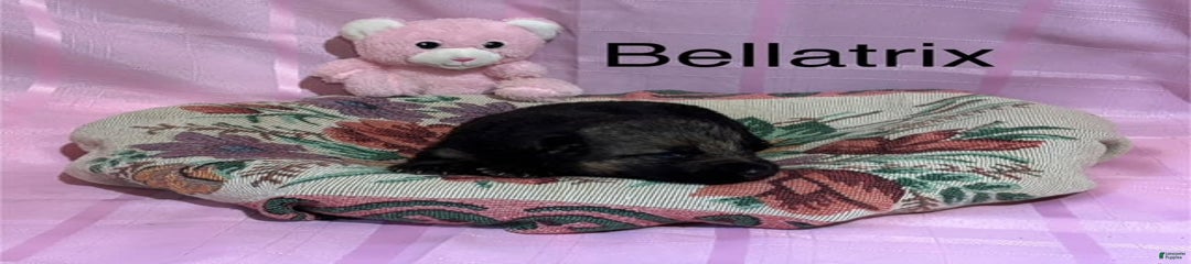Bellatrix