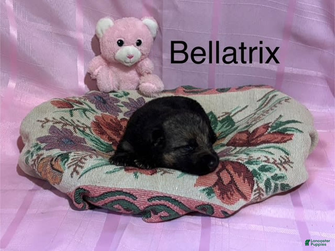German Shepherd dogs for sale: Bellatrix - Image 1