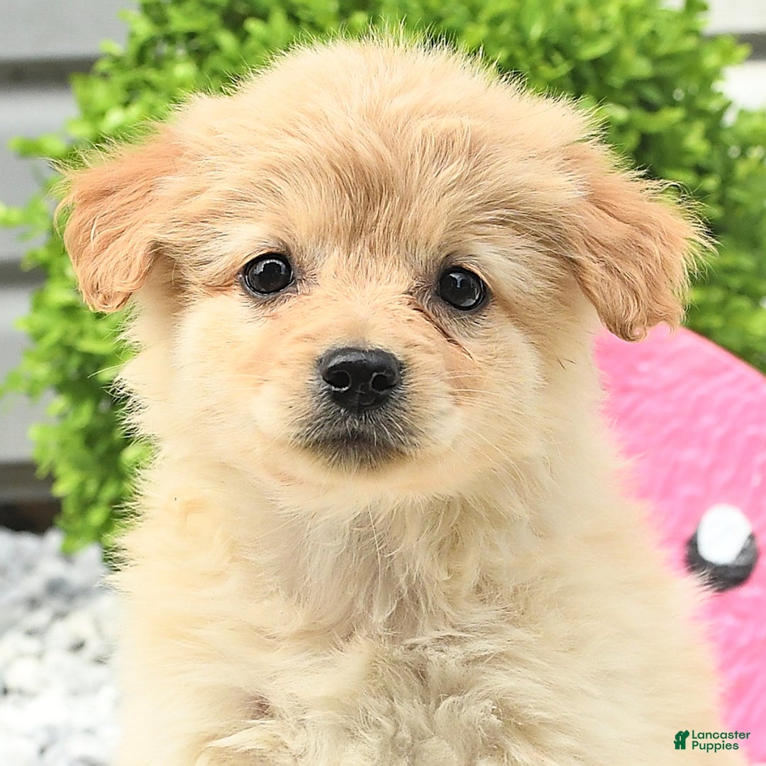 Pomeranian dogs for sale: Pomeranian 9 puppies - Image 27
