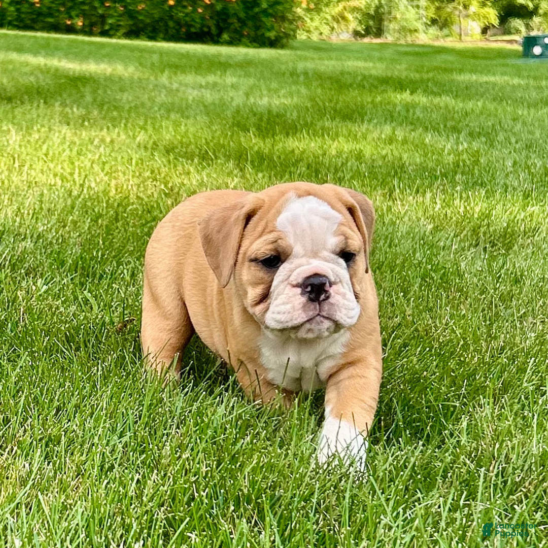English Bulldog dogs for sale: Sierra - Image 1
