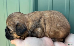 Shih Tzu dogs for sale: Aero - Image 5
