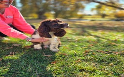 Cocker Spaniel dogs for sale: Benji - Image 6