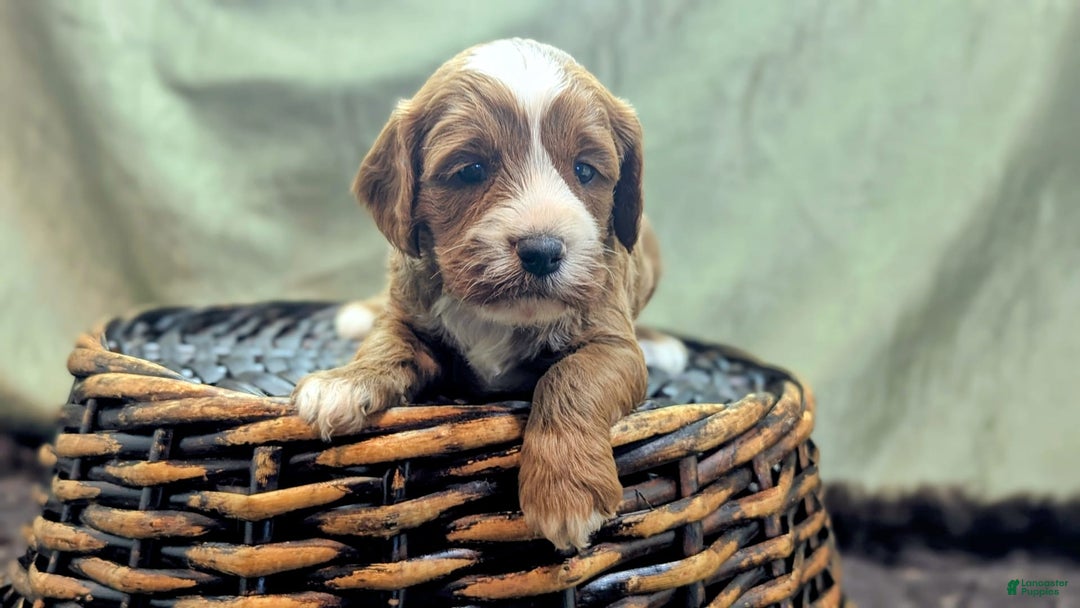 Cavapoo dogs for sale: Steve - Image 10