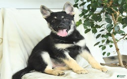 Gerberian Shepsky dogs for sale: Muffin - Image 6