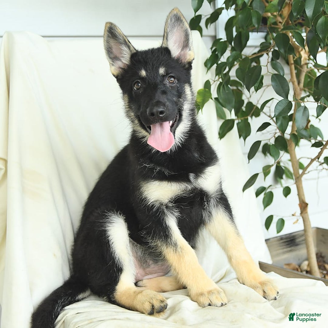 Gerberian Shepsky dogs for sale: Muffin - Image 6