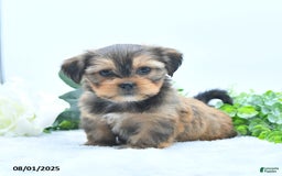 Shorkie dogs for sale: Luke - Image 5
