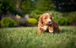 Goldendoodle dogs for sale: Janelle - Image 9
