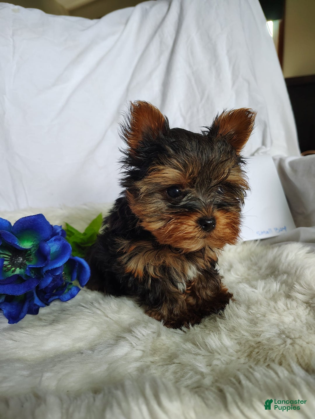 Yorkshire Terrier dogs for sale: Gene - Image 5