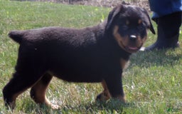 Rottweiler dogs for sale: Lavender - Image 2