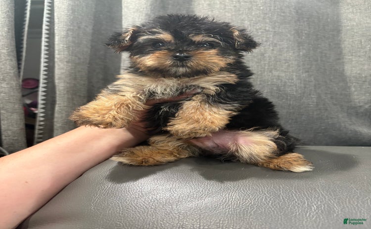 Morkie dogs for sale - Ad 3